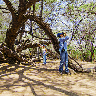 Santuario Histórico Bosque de Pómac