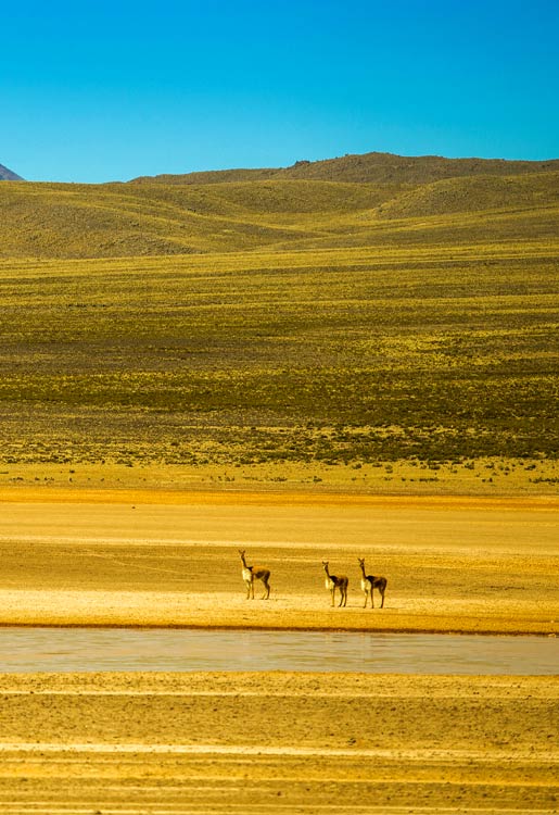 Laguna de Salinas