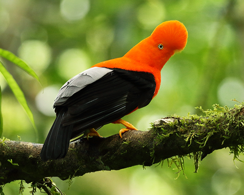 Tres increíbles rutas para realizar avistamiento de aves