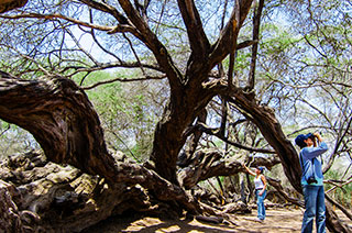 Artesanías Santuario Histórico del Bosque de Pómac