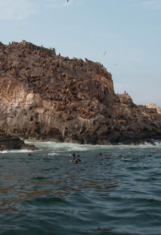 Reserva Nacional Sistema de Islas, Islotes y Puntas Guaneras - Islas Cavinzas e Islas Palominos 