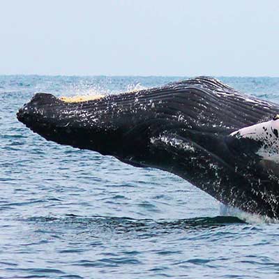 Avistamiento de ballenas