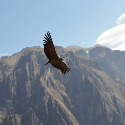 El Cañón del Colca nos llena de orgullo a nivel internacional