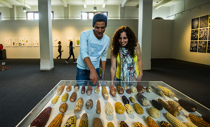Museo Metropolitano