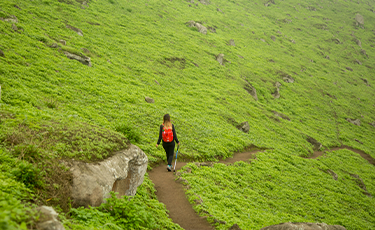 Lomas de Lúcumo