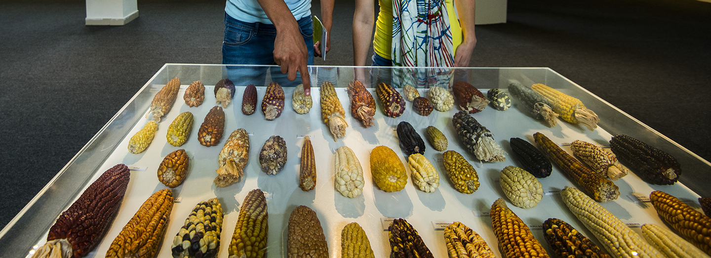Museo Metropolitano