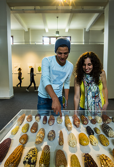 Museo Metropolitano