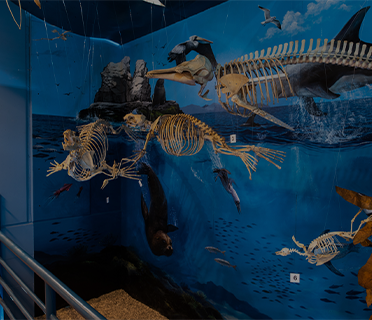Museo de Historia Natural