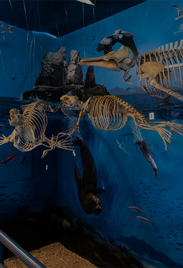 Museo de Historia Natural “Vera Alleman Haeghebaert”