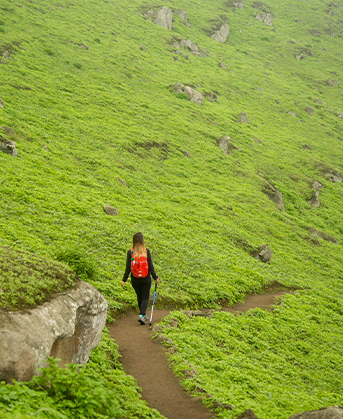 Lomas de Lúcumo