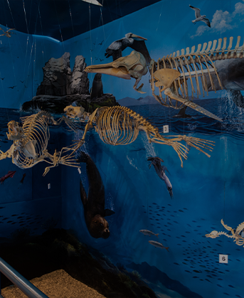Museo de Historia Natural