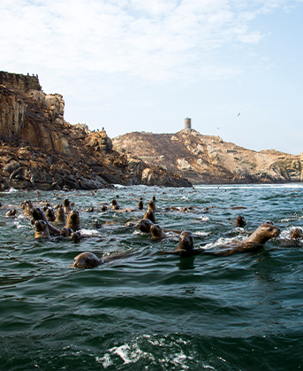 Reserva Nacional Sistema de Islas, Islotes y Puntas Guaneras - Islotes Palomino