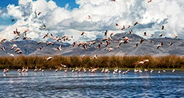 Aniversario de la Reserva Nacional de Junín